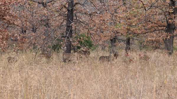 6 Whitetails