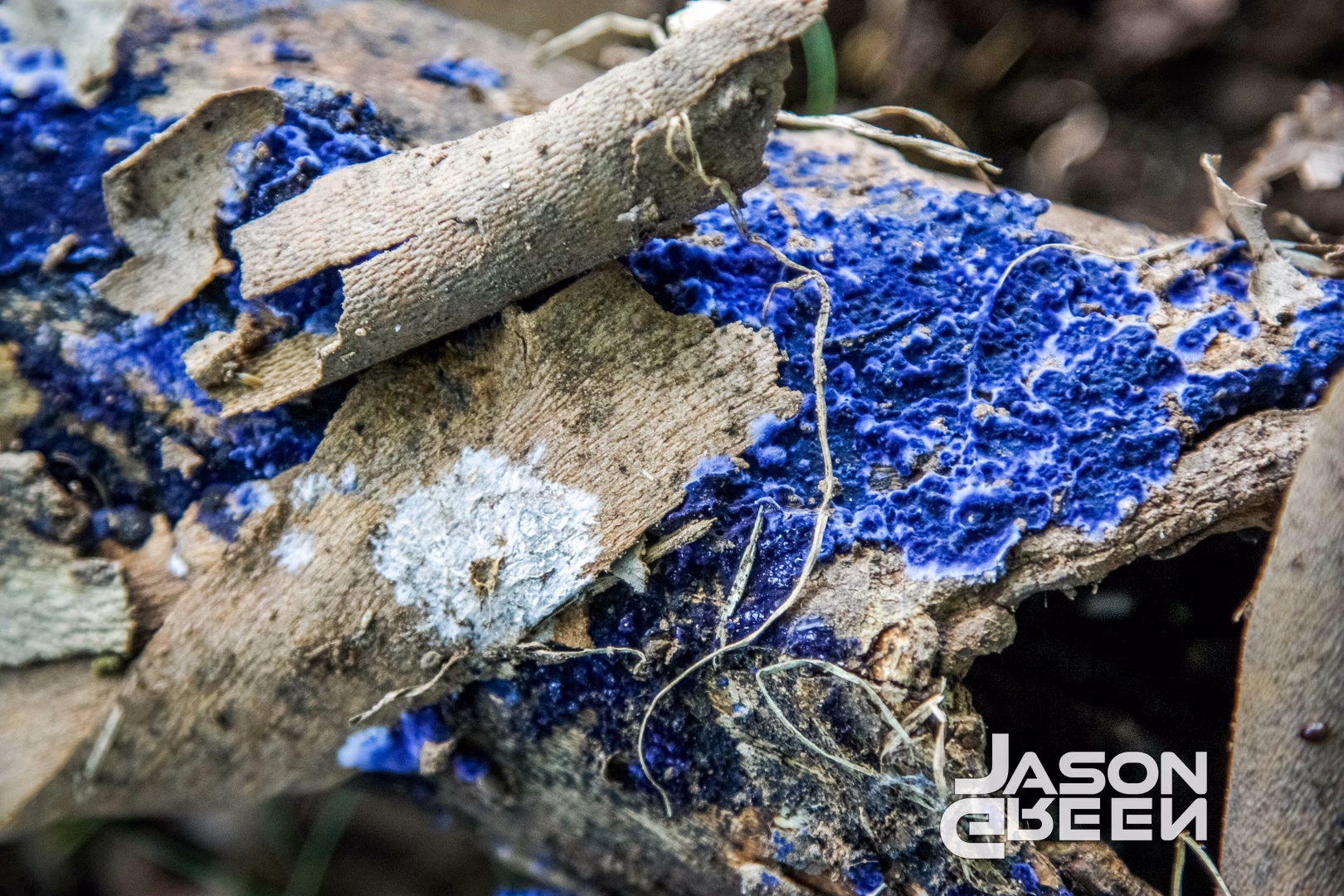 Blue Fungus