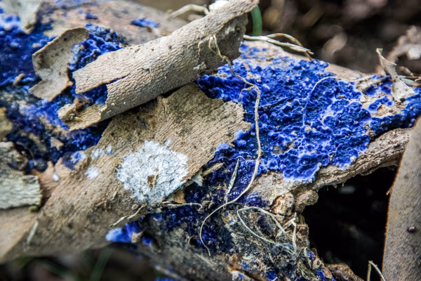 Blue Fungus