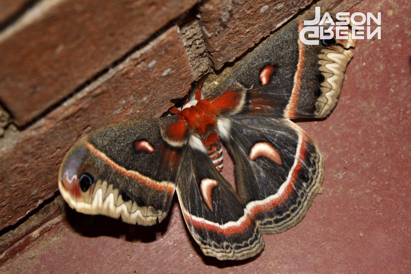 Hyalophora cecropia