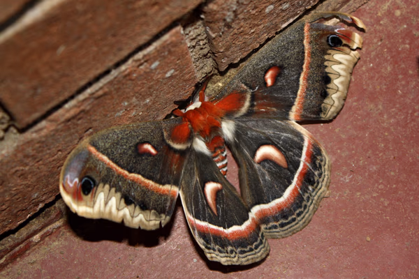 Hyalophora cecropia
