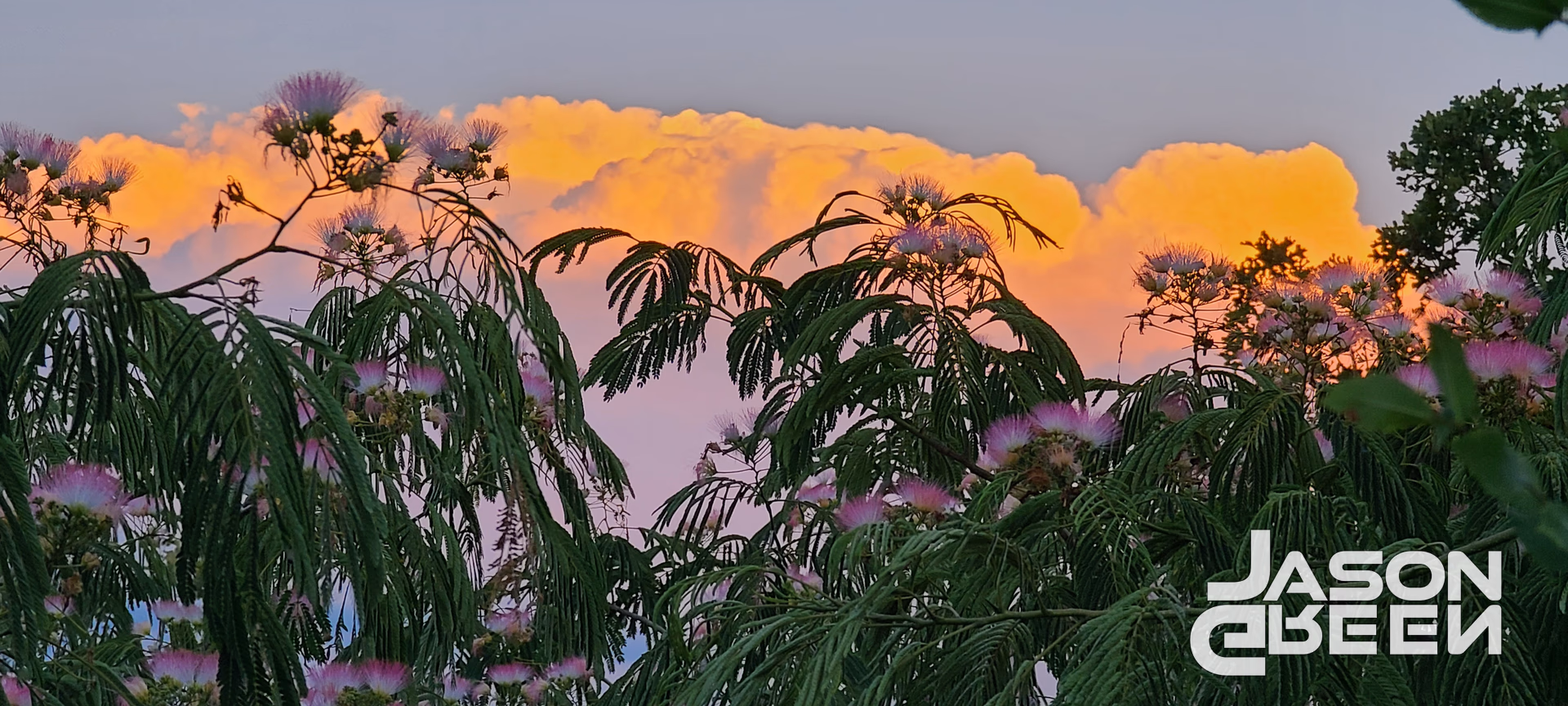 Morning Mimosa Clouds