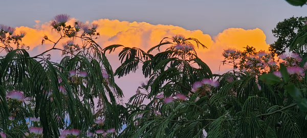 Morning Mimosa Clouds
