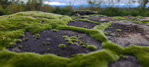 Mossy Rock