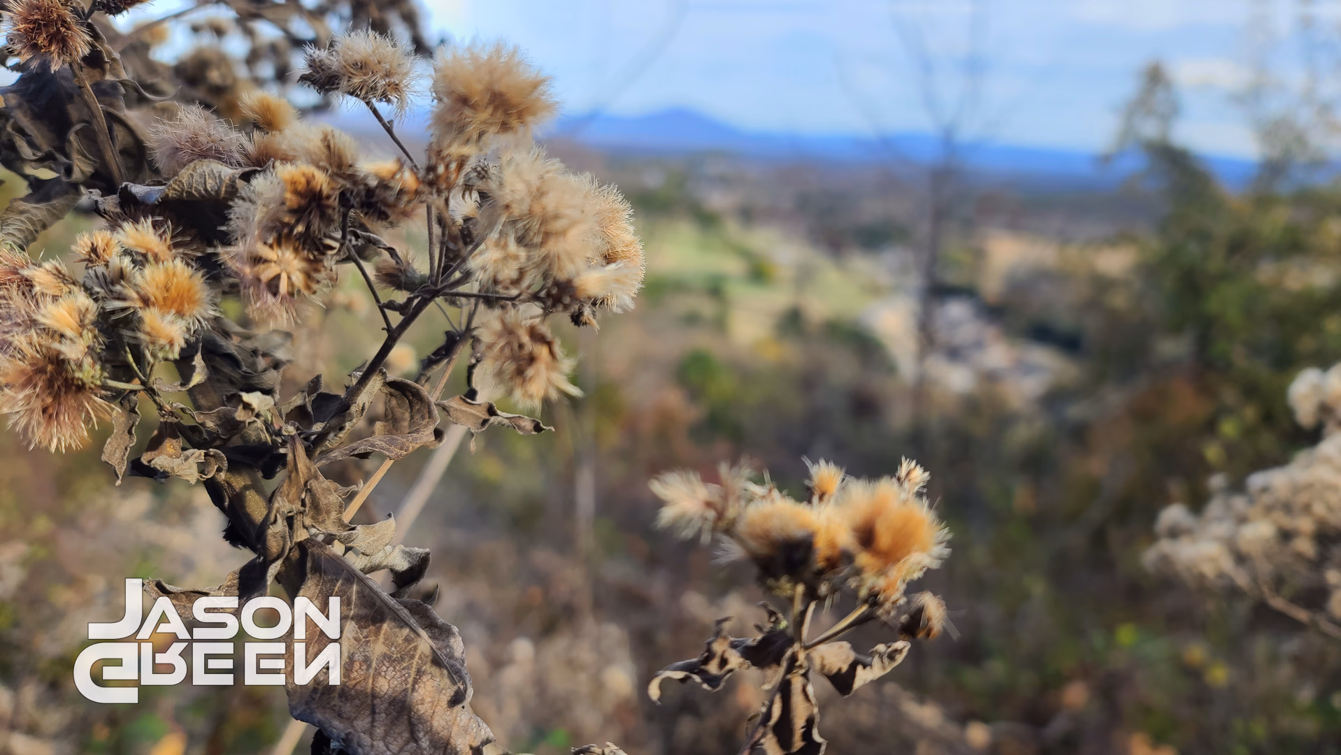 Mountain Thistle