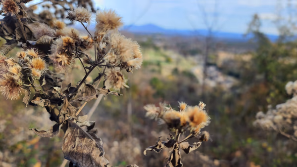 Mountain Thistle