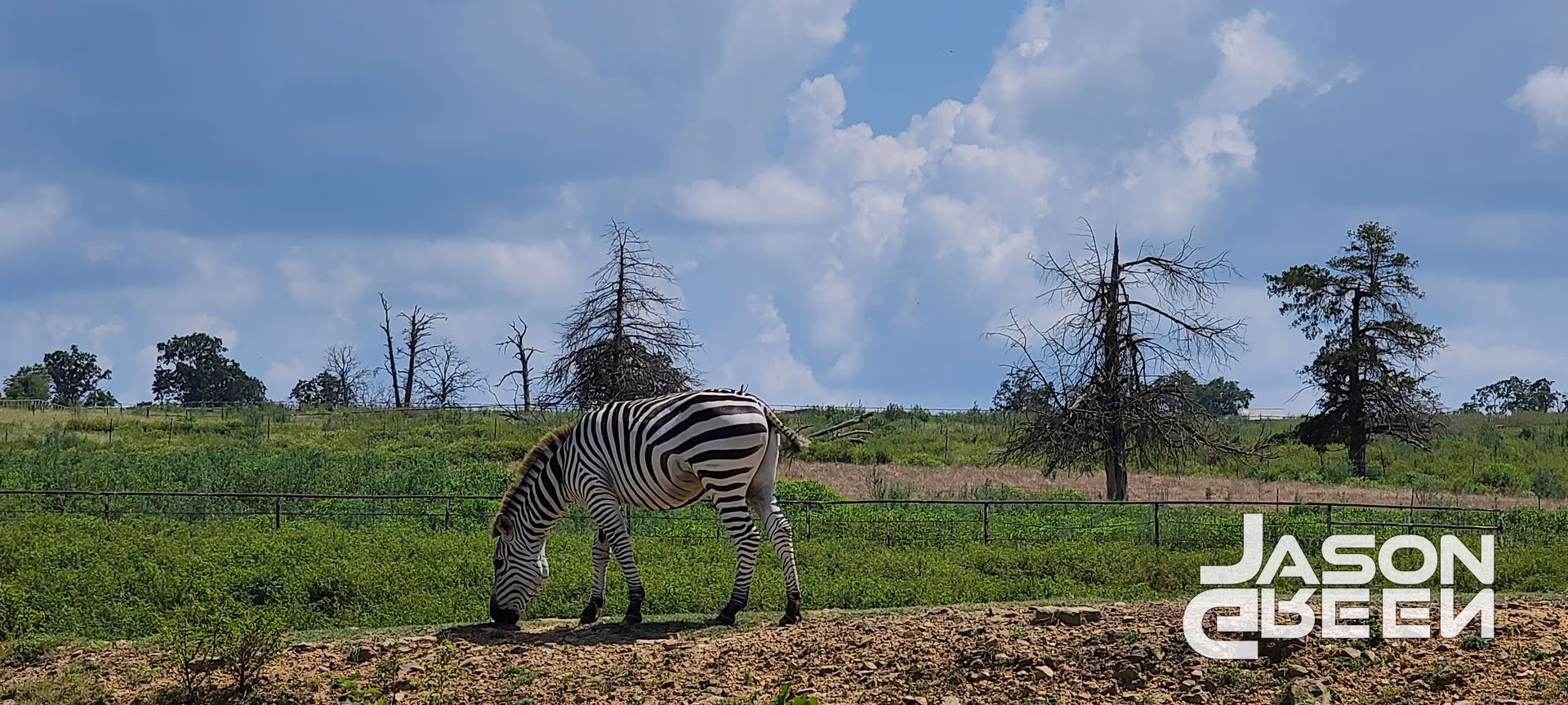 Oklahoman Zebra (Oz)