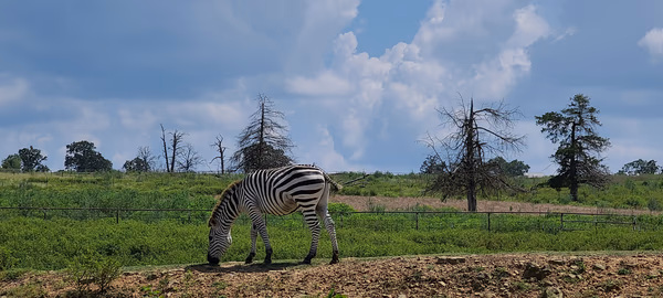 Oklahoman Zebra (Oz)