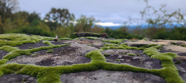 Rock Moss