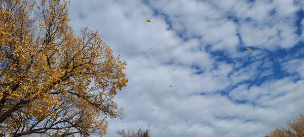 Sky Fall