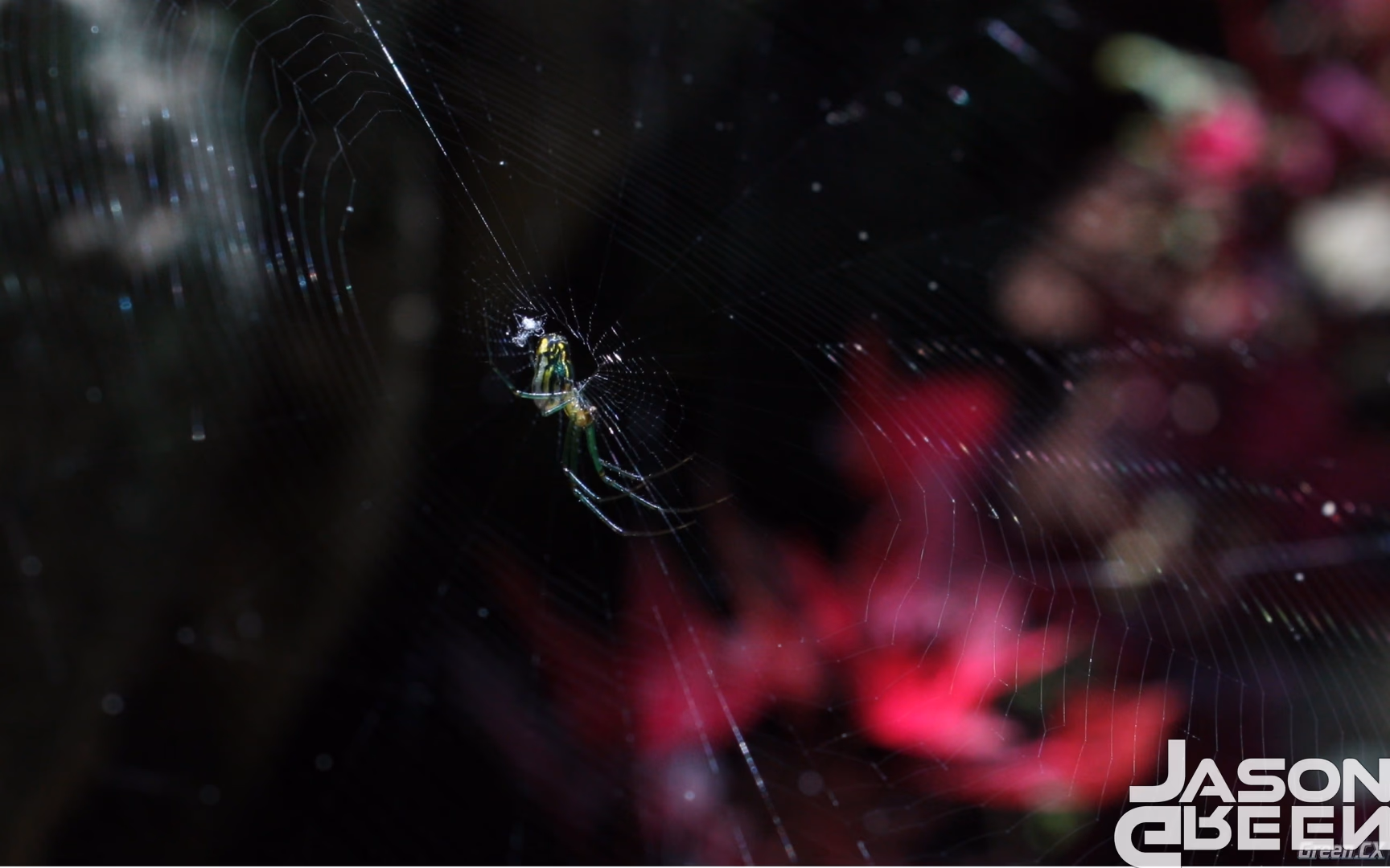 Spider on Purple Hearts
