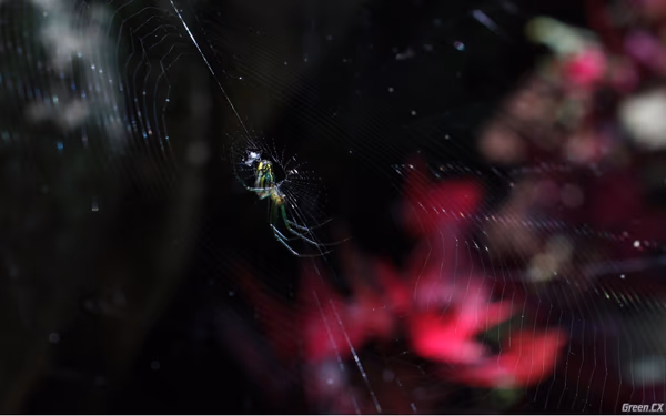 Spider on Purple Hearts