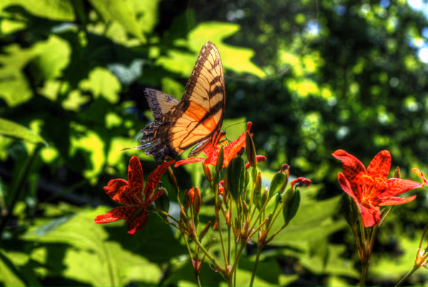Tiger Swallow Tail Butterfly on Tiger Lily