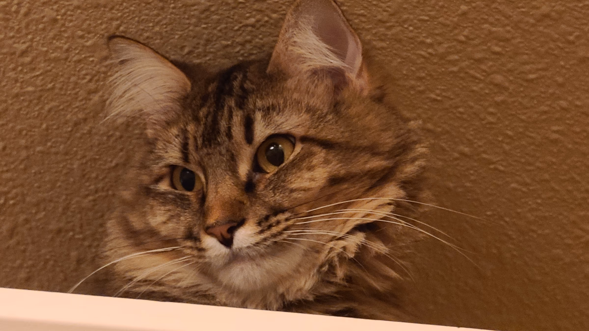Close-up portrait of Birdy, a long-haired brown tabby cat, peering over a ledge and looking directly at the camera.