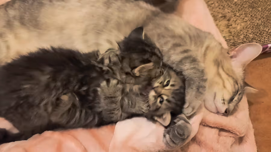 Two minutes of video: a litter of tabby kittens piled on a pink blanket with their mother, a hand reaching in to pet them.