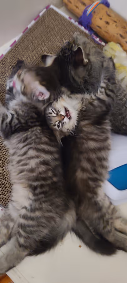 Two tabby kittens tussling on a carpeted cat perch, one rolled onto its back.