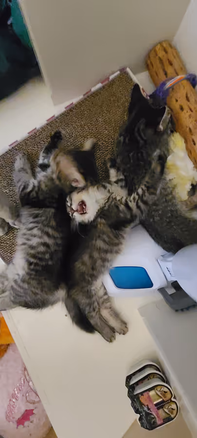 The same two tabby kittens mid-tumble on the carpeted perch, paws up.