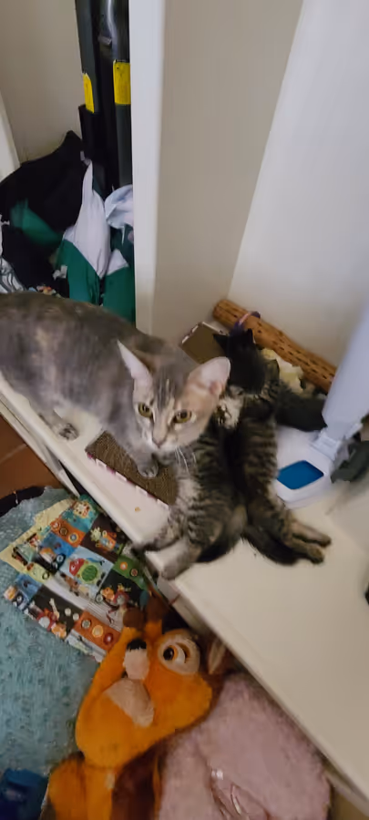 A grey adult cat standing on a low shelf beside a small fluffy tabby kitten, toys and blankets on the floor below.