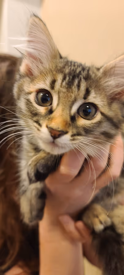A tiny tabby kitten held up in a hand, eyes enormous, whiskers catching the light.
