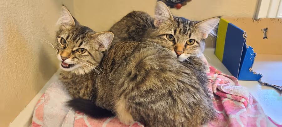 Two young long-haired tabby cats sitting together on a pink blanket in the corner of a room, both looking at the camera.