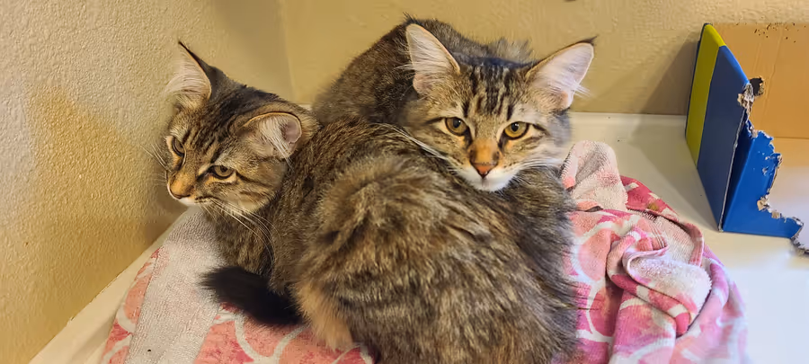 The same two young tabby cats on the pink blanket, one settled into a loaf, the other looking away.