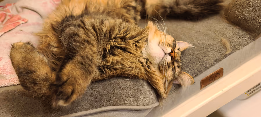 Birdy lying upside down on a carpeted cat tree, head tipped back toward the camera.