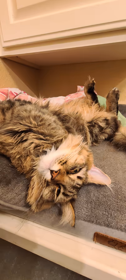 Birdy upside down on the cat tree, paws folded over her chest.
