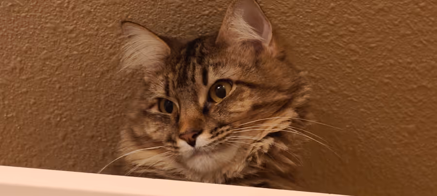 Close-up of Birdy peering over the edge of a ledge, ear tufts lit from the side, looking straight at the camera.