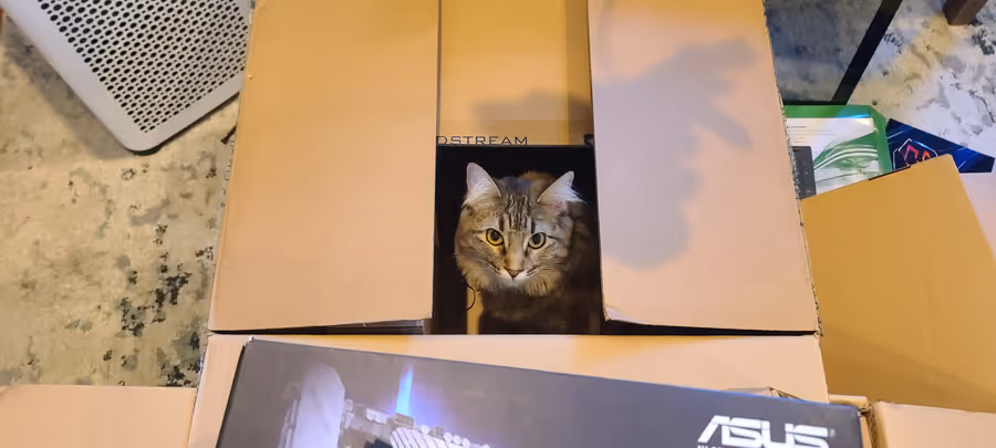 Birdy peering out from inside a cardboard box on a desk, surrounded by computer parts.