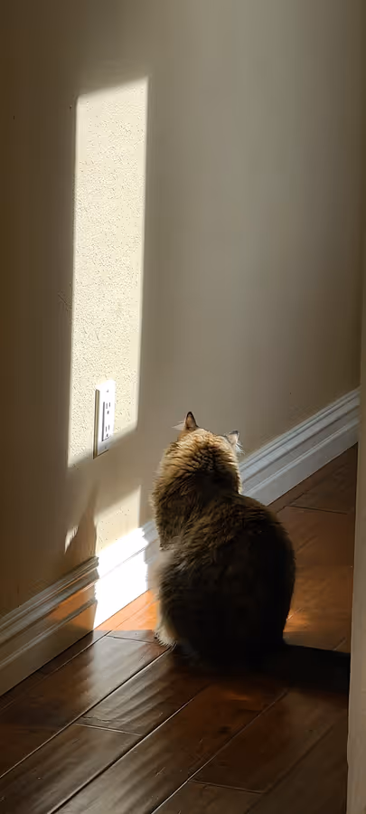 Birdy sitting facing a wall in a bright rectangle of afternoon sunlight on hardwood floor.