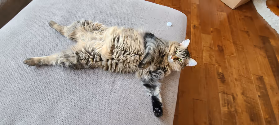 Birdy sprawled full length on her side across a grey ottoman, legs stretched out.