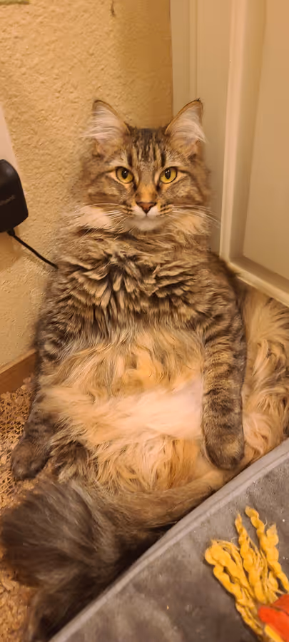Birdy sitting upright and leaning back into a chair, belly forward, front paws tucked.