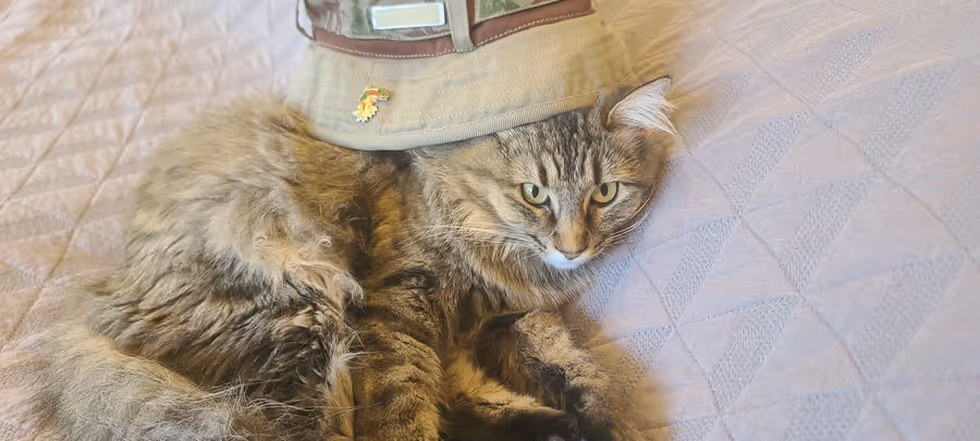 Birdy lying on a tile floor with a baseball cap resting on top of her head.
