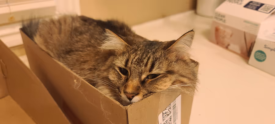 Birdy asleep, curled into a shallow cardboard box that is slightly too small for her.