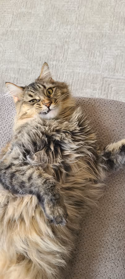 Birdy on her back on a grey cushion, belly fur fanned out, looking up at the camera.