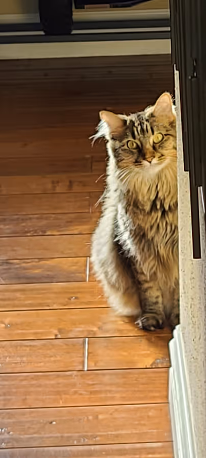 Birdy sitting upright and alert on hardwood floor beside an open doorway.