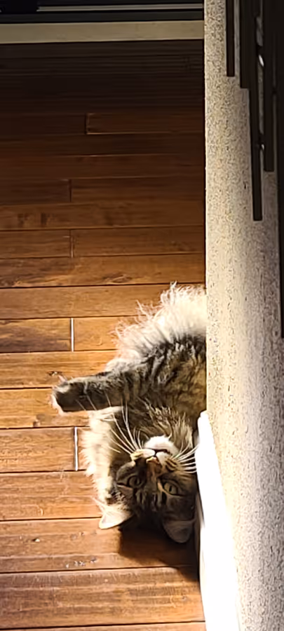 Birdy stretched out along the hardwood floor next to a door frame, tail extended.
