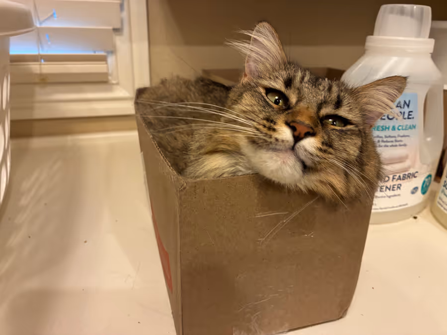 Birdy sitting inside a cardboard box in a laundry room, chin resting on the edge of the box.
