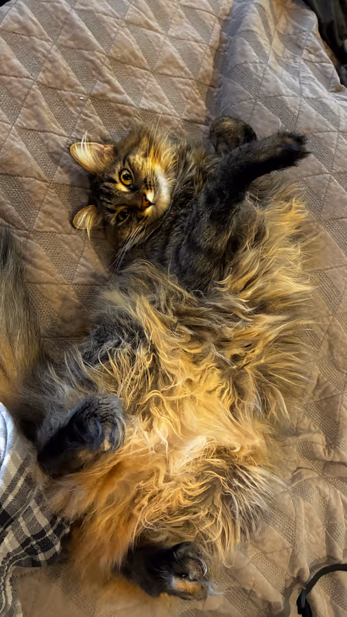 Birdy on her back on a tiled floor, body stretched long, sunlight across her coat.