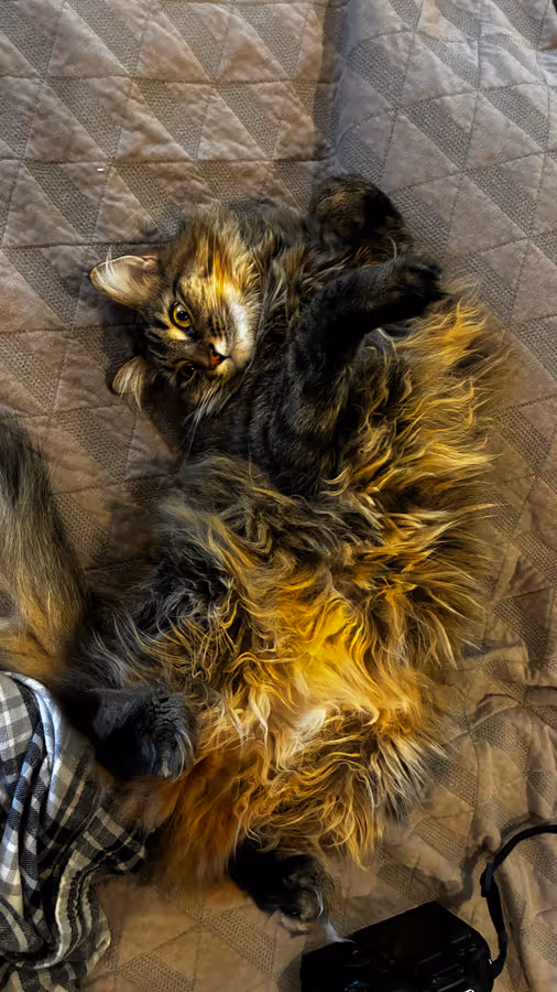 Birdy on her back on the tile floor with her paws curled in, looking up at the camera.