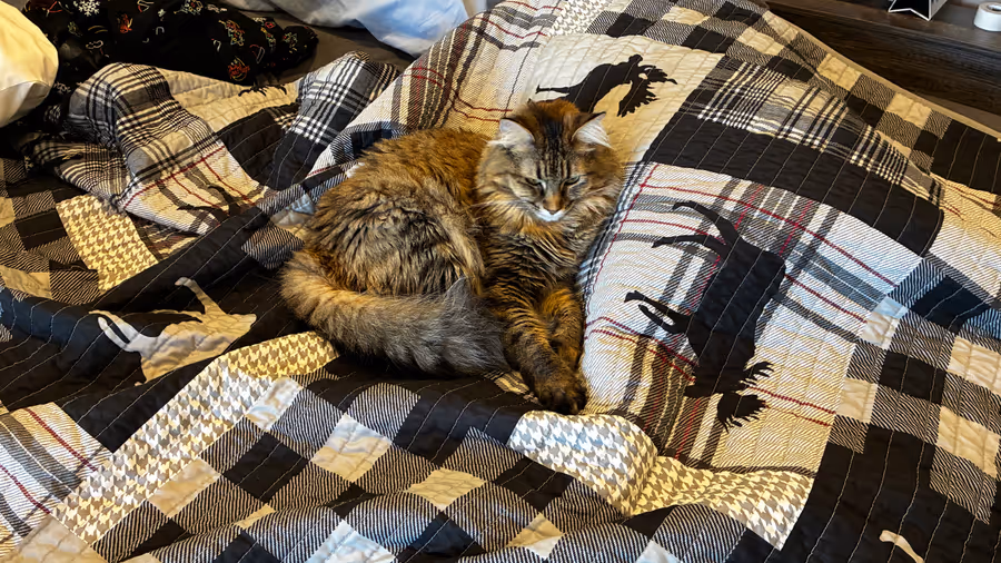 Birdy curled up asleep on a plaid blanket.