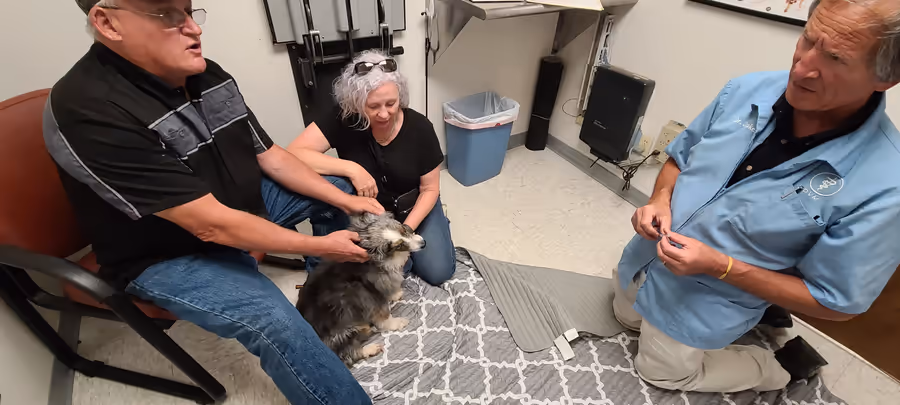 A vet exam room: an older man seated in a chair and a woman kneeling on the floor, both with their hands on a grey merle dog lying on a blanket, the veterinarian crouched at right.