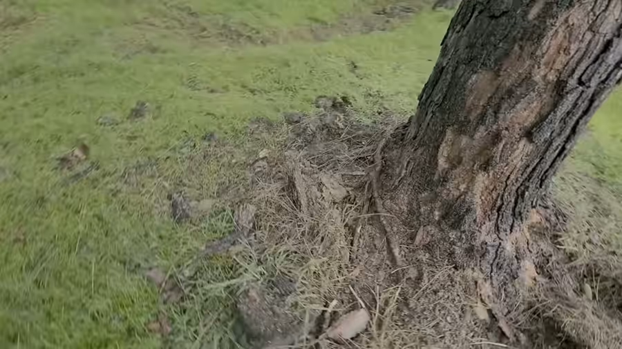 Video panning across a lawn to the base of a pine tree where the soil has been heaved up in a ring and root sections are torn out of the ground.