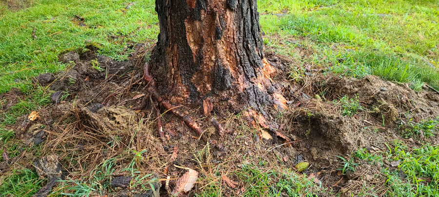 Close view of the base of a pine trunk, bark blackened and split away to raw orange wood, roots levered up out of the soil, dirt and bark scattered across the grass.