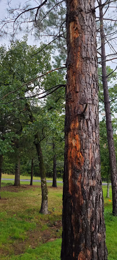 Vertical photograph of a tall pine trunk with a long strip of bark blown away from top to bottom, exposing wet orange heartwood, other pines and green oaks behind it.