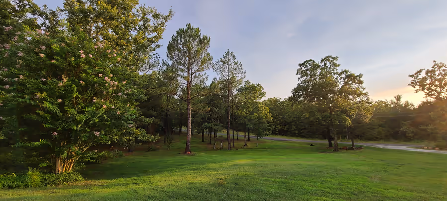 Wide view of a green lawn in low evening sun, a blooming crape myrtle at left and a line of pines and oaks along a road at the back of the property.