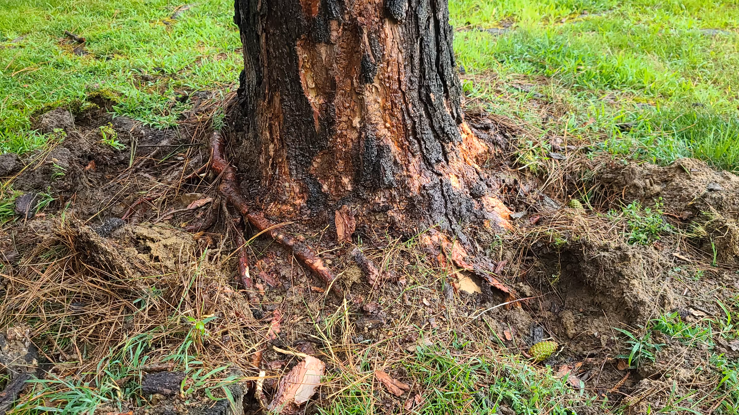 The base of a pine tree with the bark blasted off, raw orange wood exposed, and the surrounding soil heaved up in a ring with roots torn out of the ground.